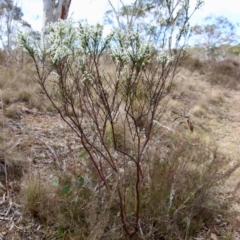 Olearia microphylla at Mongarlowe, NSW - 1 Sep 2023
