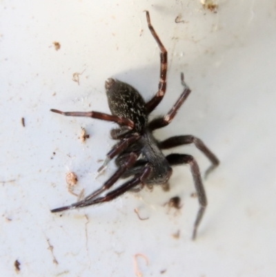 Badumna longinqua (Grey House Spider) at QPRC LGA - 1 Sep 2023 by LisaH
