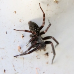 Badumna longinqua (Grey House Spider) at Mongarlowe, NSW - 1 Sep 2023 by LisaH
