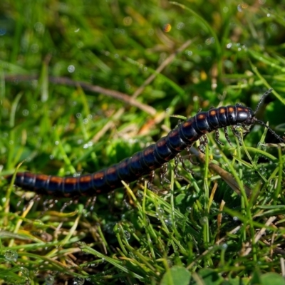 Paradoxosomatidae sp. (family) (Millipede) at Bluetts Block Area - 25 Aug 2023 by Kenp12