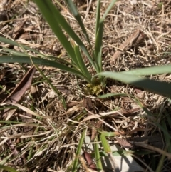 Lomandra bracteata (Small Matrush) at Higgins, ACT - 2 Sep 2023 by MattM