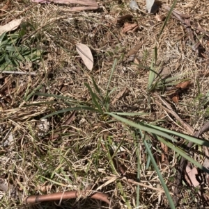 Lomandra bracteata at Higgins, ACT - 2 Sep 2023