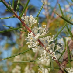 Hakea sericea (Needlebush) at Jervis Bay National Park - 2 Aug 2023 by RobG1