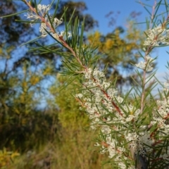 Hakea sericea at Vincentia, NSW - 2 Aug 2023 03:23 PM