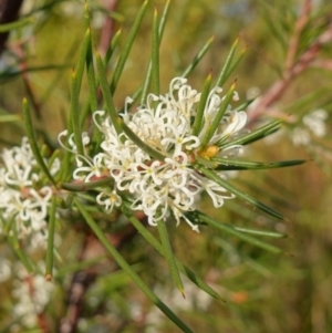 Hakea sericea at Vincentia, NSW - 2 Aug 2023 03:23 PM