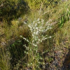 Hakea sericea at Vincentia, NSW - 2 Aug 2023 03:23 PM