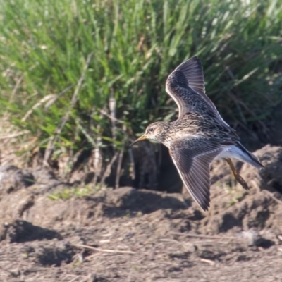 Calidris melanotos (Pectoral Sandpiper) at Fyshwick, ACT - 2 Sep 2023 by rawshorty