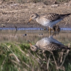 Calidris melanotos at Fyshwick, ACT - 2 Sep 2023