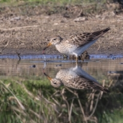 Calidris melanotos at Fyshwick, ACT - 2 Sep 2023