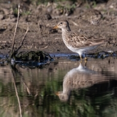 Calidris melanotos at Fyshwick, ACT - 2 Sep 2023