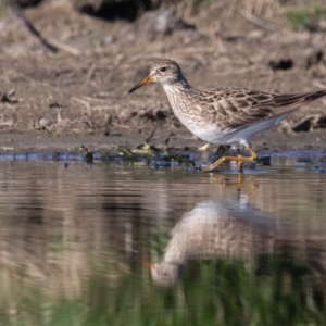 Calidris melanotos at Fyshwick, ACT - 2 Sep 2023