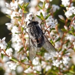 Unidentified True fly (Diptera) at Jervis Bay National Park - 2 Aug 2023 by RobG1