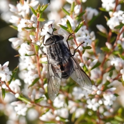 Unidentified True fly (Diptera) at Vincentia, NSW - 2 Aug 2023 by RobG1