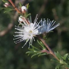 Kunzea ambigua (White Kunzea) at Vincentia, NSW - 2 Aug 2023 by RobG1