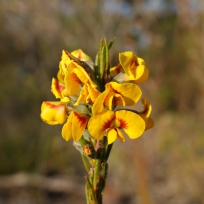 Dillwynia floribunda at Vincentia, NSW - 2 Aug 2023 by RobG1