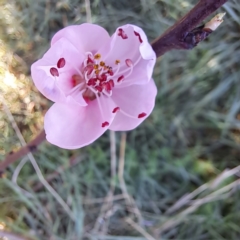 Prunus persica (Peach, Nectarine) at Mount Majura - 2 Sep 2023 by abread111