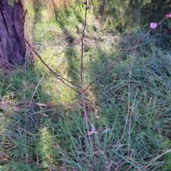 Prunus persica at Watson, ACT - 2 Sep 2023