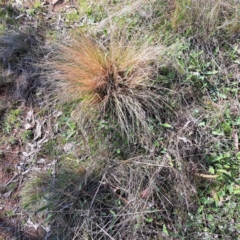 Nassella trichotoma (Serrated Tussock) at Majura, ACT - 2 Sep 2023 by abread111