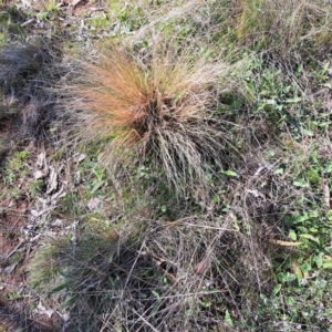 Nassella trichotoma at Majura, ACT - 2 Sep 2023