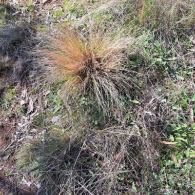 Nassella trichotoma (Serrated Tussock) at Mount Majura - 2 Sep 2023 by abread111