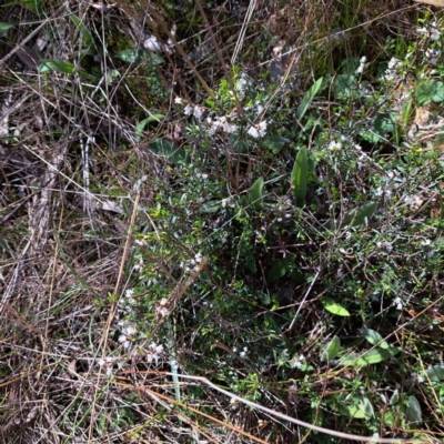 Cryptandra amara (Bitter Cryptandra) at Mount Majura - 2 Sep 2023 by abread111