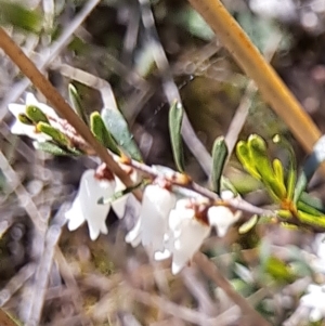 Cryptandra amara at Majura, ACT - 2 Sep 2023 10:32 AM