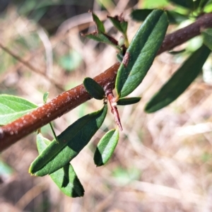 Pyracantha angustifolia at Majura, ACT - 2 Sep 2023