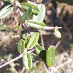 Pyracantha angustifolia at Majura, ACT - 2 Sep 2023 10:43 AM