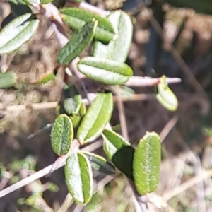 Pyracantha angustifolia at Majura, ACT - 2 Sep 2023