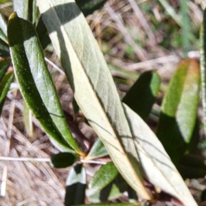 Pyracantha angustifolia at Majura, ACT - 2 Sep 2023