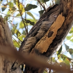 Podargus strigoides (Tawny Frogmouth) at Federation Hill - 2 Sep 2023 by KylieWaldon