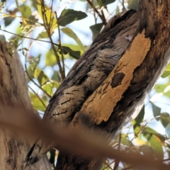 Podargus strigoides (Tawny Frogmouth) at Wodonga - 2 Sep 2023 by KylieWaldon