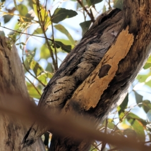 Podargus strigoides at West Wodonga, VIC - 2 Sep 2023