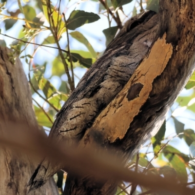 Podargus strigoides (Tawny Frogmouth) at Federation Hill - 2 Sep 2023 by KylieWaldon