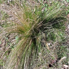 Nassella trichotoma (Serrated Tussock) at Majura, ACT - 2 Sep 2023 by abread111