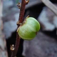 Unidentified Other Shrub at Jervis Bay National Park - 2 Aug 2023 by RobG1