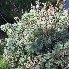 Marrubium vulgare (Horehound) at Mount Majura - 2 Sep 2023 by abread111