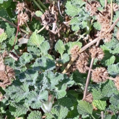 Marrubium vulgare at Majura, ACT - 2 Sep 2023 11:04 AM