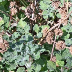 Marrubium vulgare at Majura, ACT - 2 Sep 2023