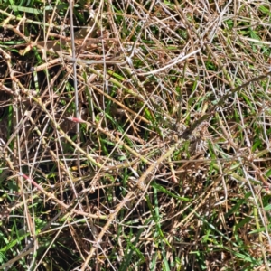 Rosa sp. at Majura, ACT - 2 Sep 2023