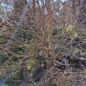 Crataegus monogyna at Majura, ACT - 2 Sep 2023