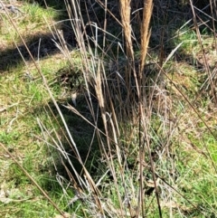 Austrostipa densiflora (Foxtail Speargrass) at Mount Majura - 2 Sep 2023 by abread111