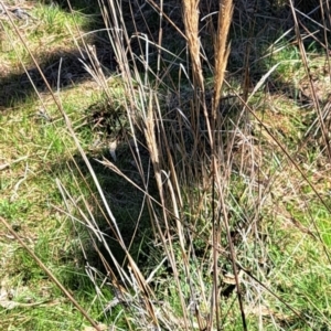 Austrostipa densiflora at Majura, ACT - 2 Sep 2023