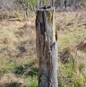 Papyrius sp. (genus) at Jerrabomberra, ACT - suppressed