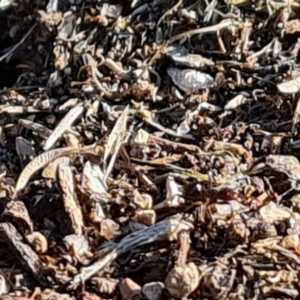 Papyrius sp. (genus) at Jerrabomberra, ACT - suppressed