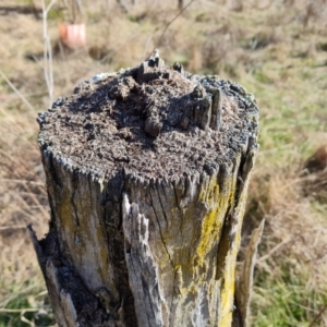 Papyrius sp. (genus) at Jerrabomberra, ACT - suppressed