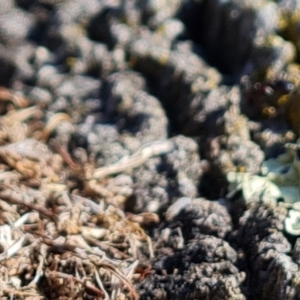 Papyrius sp. (genus) at Jerrabomberra, ACT - suppressed