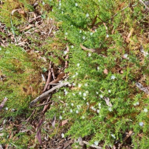 Stellaria pungens at Majura, ACT - 2 Sep 2023