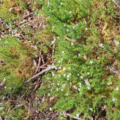 Stellaria pungens (Prickly Starwort) at Majura, ACT - 2 Sep 2023 by abread111