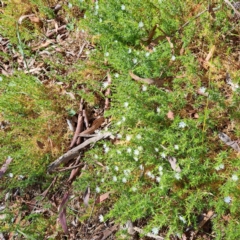 Stellaria pungens (Prickly Starwort) at Majura, ACT - 2 Sep 2023 by abread111